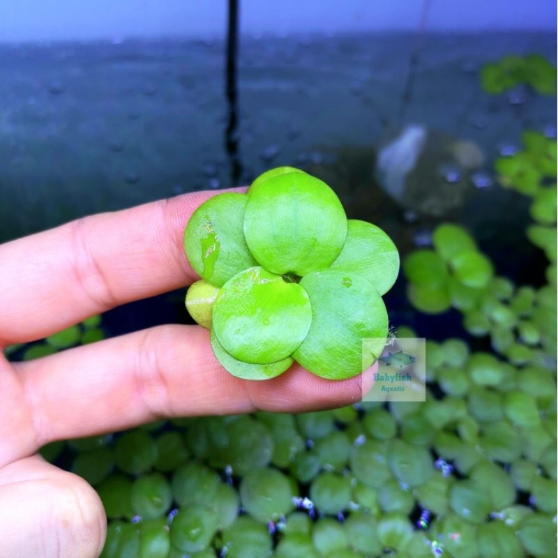 Frogbit Aquatic Plant #aquarium/fish ( Rm9.90 = 12pcs ) | Shopee Malaysia