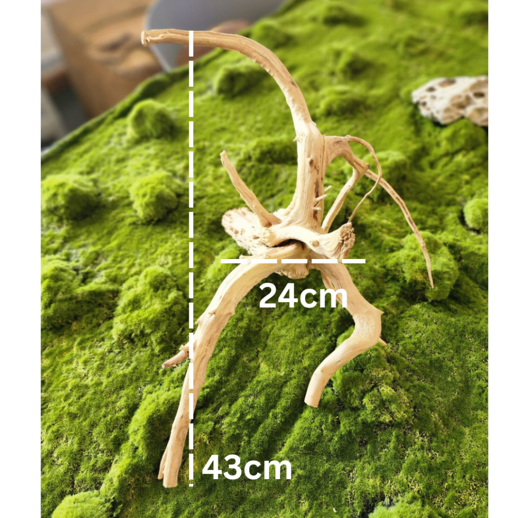 Aquarium Root Wood Driftwood Kayu akuarium Spiderwood aquascape aquascaping deco 杜鹃根 Shopee