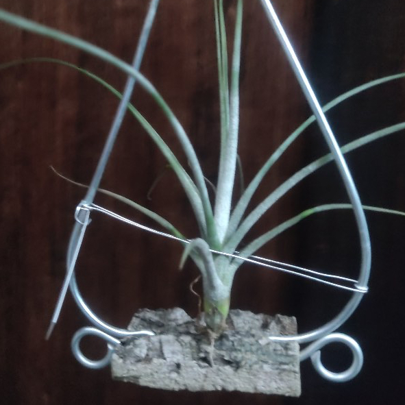 チランジア Peltry Jellyfish Tillandsia Peltry Jellyfish