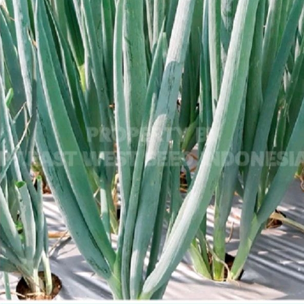 30 biji benih DAUN BAWANG repack spring onion seeds | Shopee Malaysia
