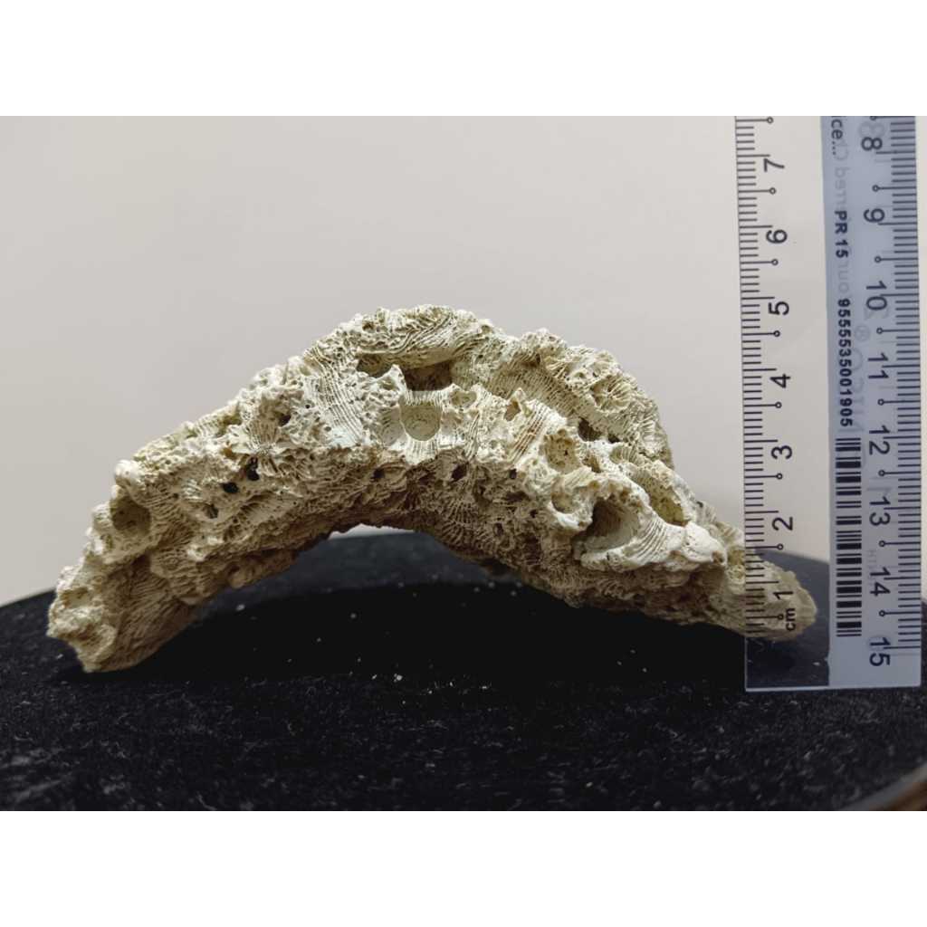 CORAL STONE CORAL ROCK MARINE ROCK 珊瑚石 9 | Shopee Malaysia