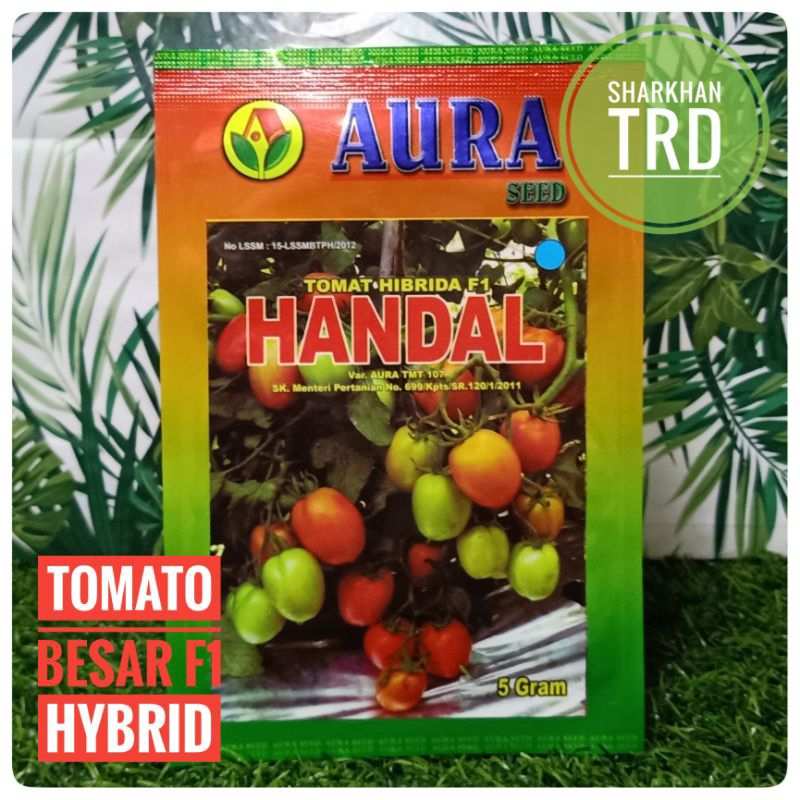 Paket G Biji Handal F Biji Benih Tomato Besar F Hybrid Big Tomato Seeds Aura Seed