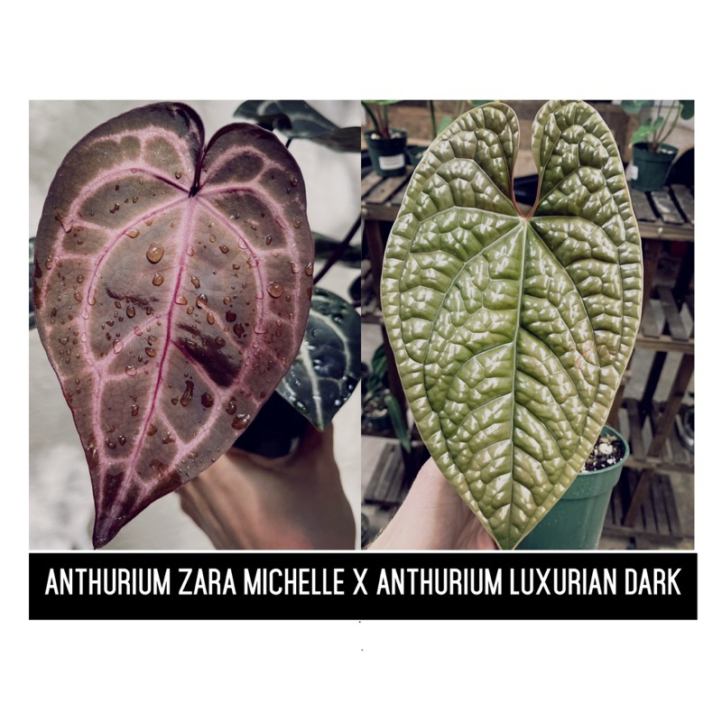 Anthurium Zara Michelle X Anthurium Luxurians （small size