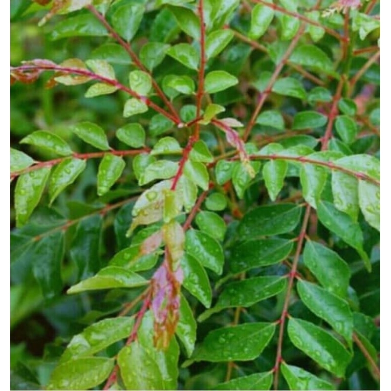 Pokok Kari Urat Merah Paling Wangi Cooking Herbs Herba Rempah Masakan Real Plant Herbs Shopee