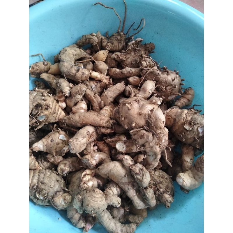 RIZOM KUNYIT PUTIH (100G) | Shopee Malaysia