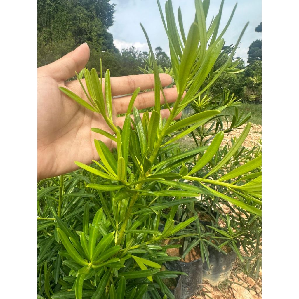 Podocarpus macrophyllus. big size leaf. 罗汉松. 大叶. 兰屿 🌿 | Shopee Malaysia