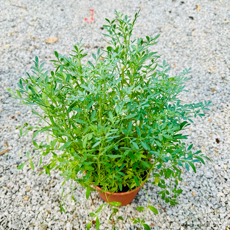 🔥HERB🔥 POKOK GARUDA / Aroda / Daun Basuk / Rue / Ruta Graveolens ...