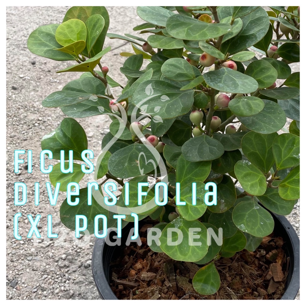 H2O - Ficus Diversifolia (XL POT) 小盼菩提树【XL盆】Live Plant | Shopee Malaysia