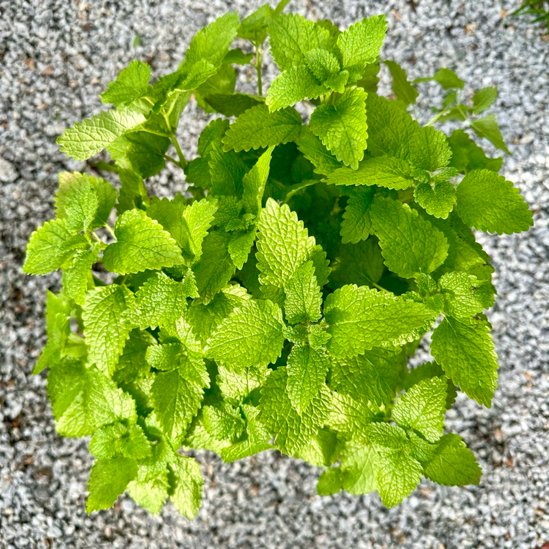 🔥HERB🔥 LEMON BALM TREE / Melissa Officinalis / Kitchen Garden / English ...