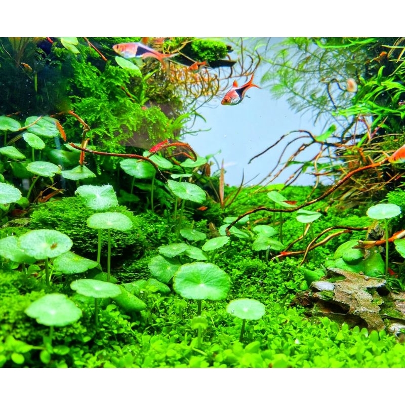 Hydrocotyle coin leaf dollarweed -stem cutting-coinleaf plant ...