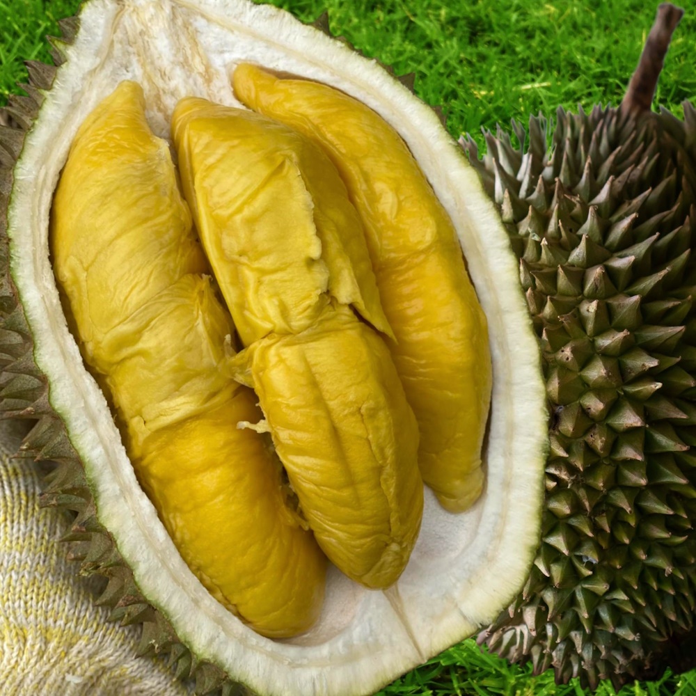 Anak Pokok Durian Raja Kunyit Tanah Merah D197 | Shopee Malaysia