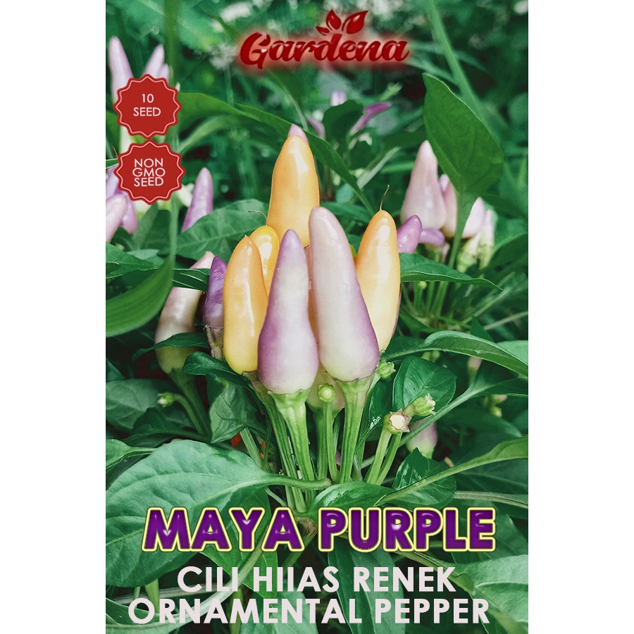 Cili Hias Biji Benih Cili Jambak Renek Maya Purple Passion Cluster