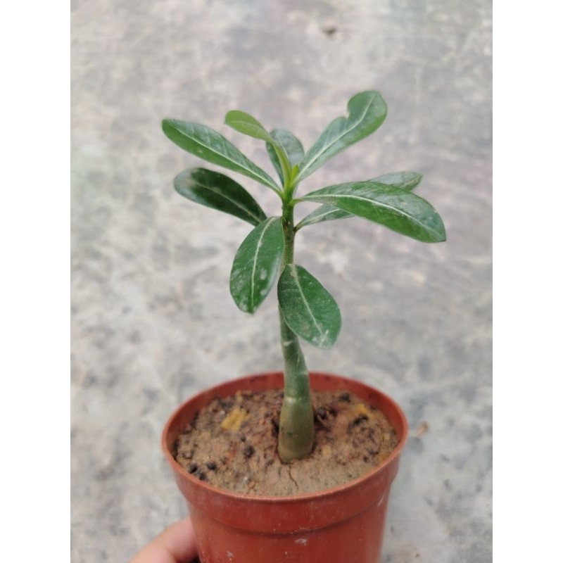 baby adenium/ anak pokok adenium atau Kemboja cina | Shopee Malaysia