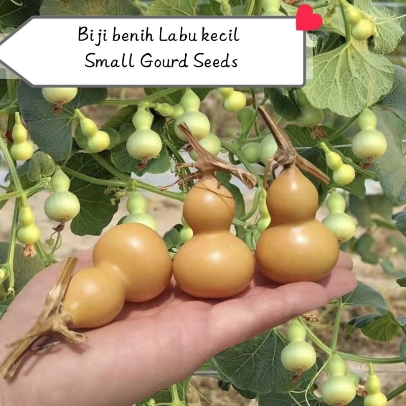 10 pcs Biji benih Labu kecil Small gourt seeds盆栽小葫芦种子 | Shopee Malaysia