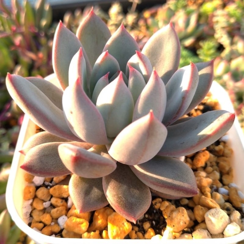 WAF succulent Echeveria Nivalis 女美月 with 85mm pot direct from Cameron  Highlands | Shopee Malaysia