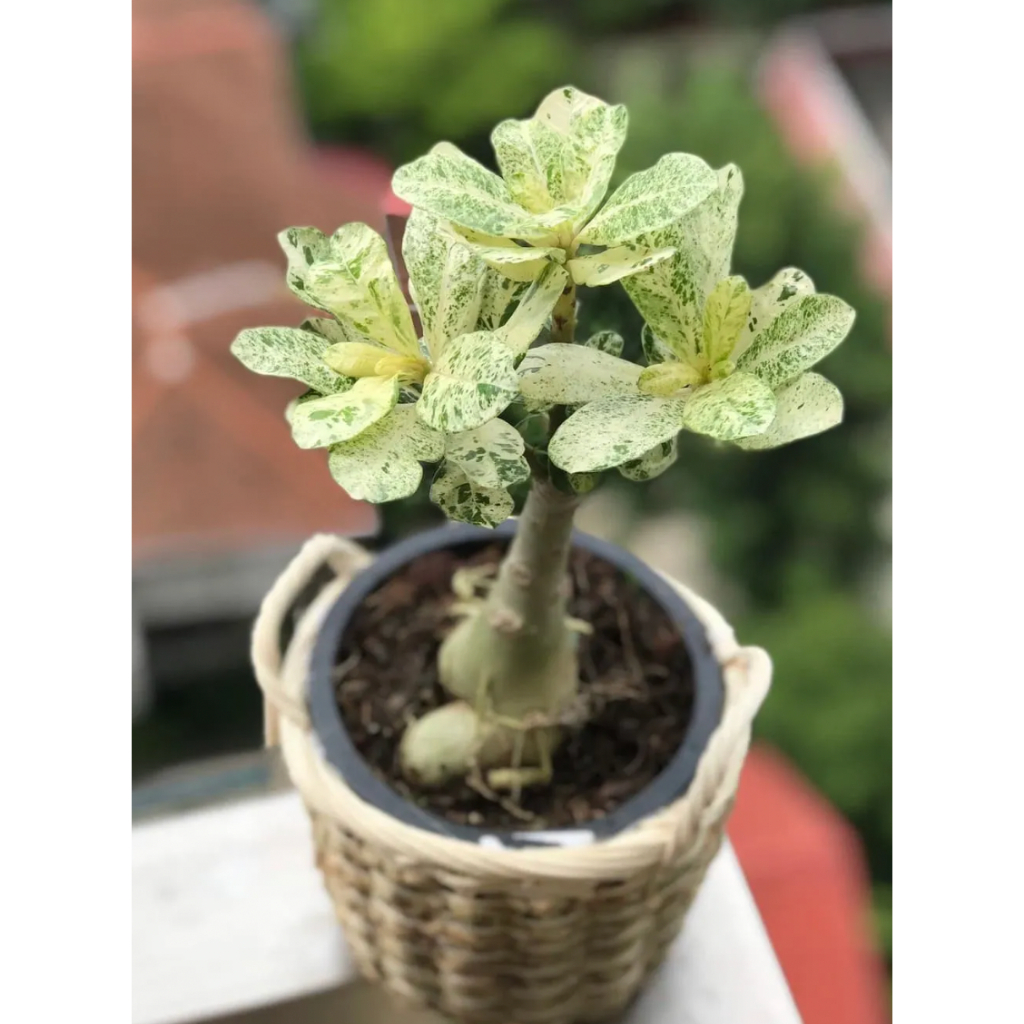 Biji Benih Rare Green Thailand Adenium Desert Rose Plant Seed With ...