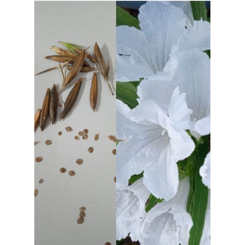 (BUY 1 FREE 1)Ruellia brittoniana(dwarf: white flower)seed 10pcs 矮种芦莉种子 ...