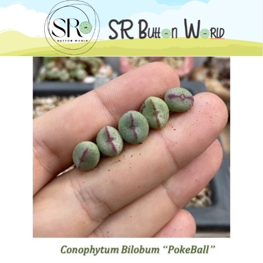 Conophytum Bilobum 