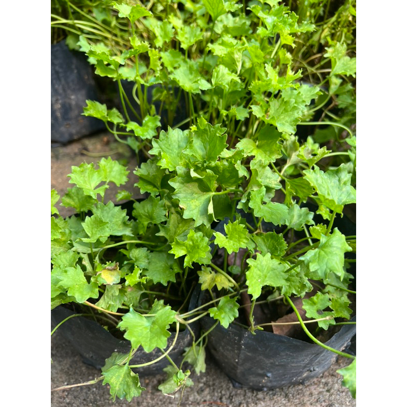 Pegaga Salad - Pegaga Nyonya - Pokok Ulam Makan | Shopee Malaysia