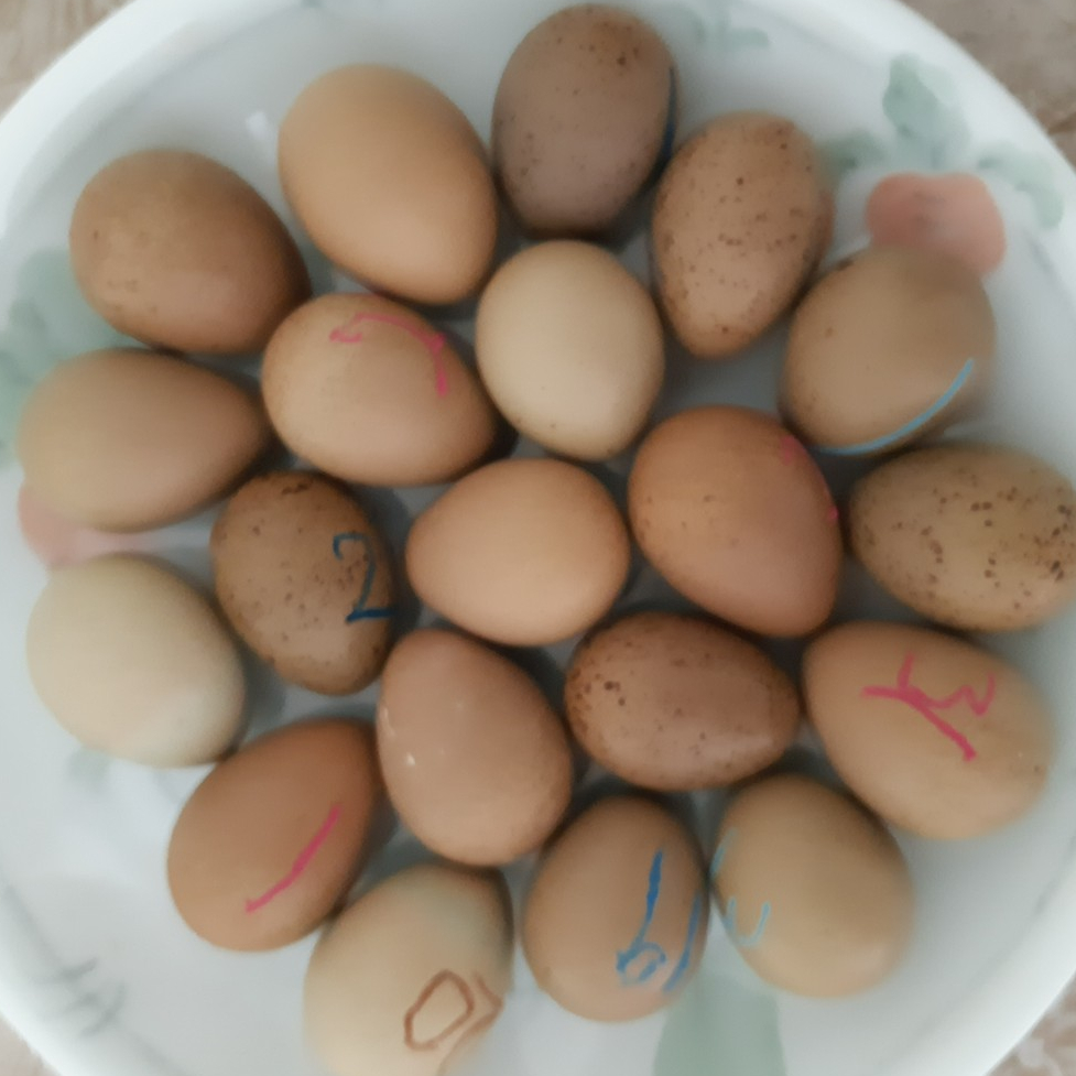 Telur puyuh mini berbenih / Button quail eggs (fertilized) set 5 biji