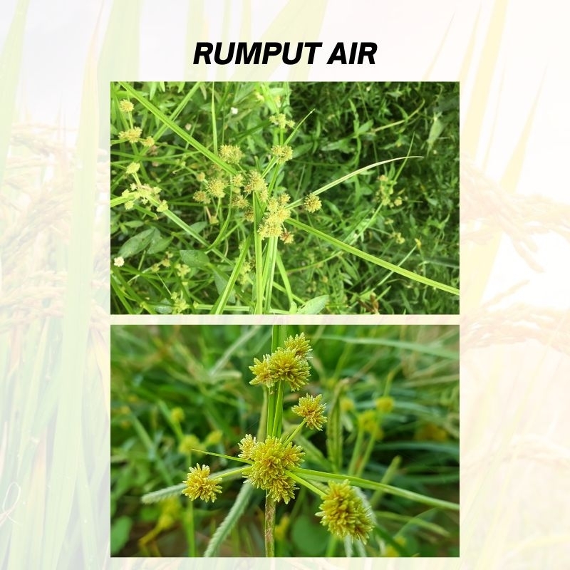 Basagran M60 1 Liter Herbicide Racun Rumpai Padi Rumput Air Rumput ...