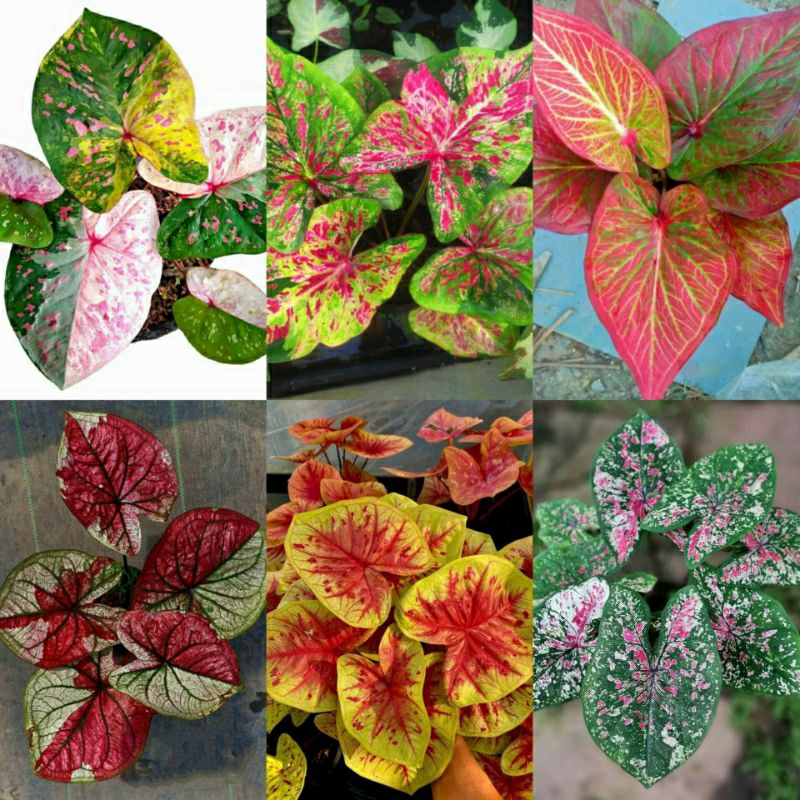 [ DT ] Keladi Caladium Thai Hybrid Siam Rosie Rose Jazz Rachawadee Rak ...