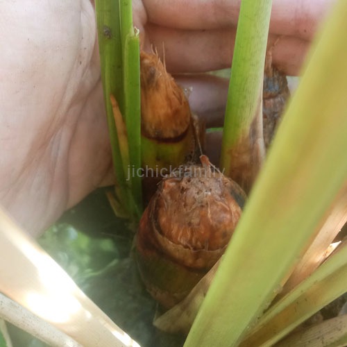Anak pokok/Seedling/苗 Zizania Latifolia/ Manchurian Wild Rice/ Padi