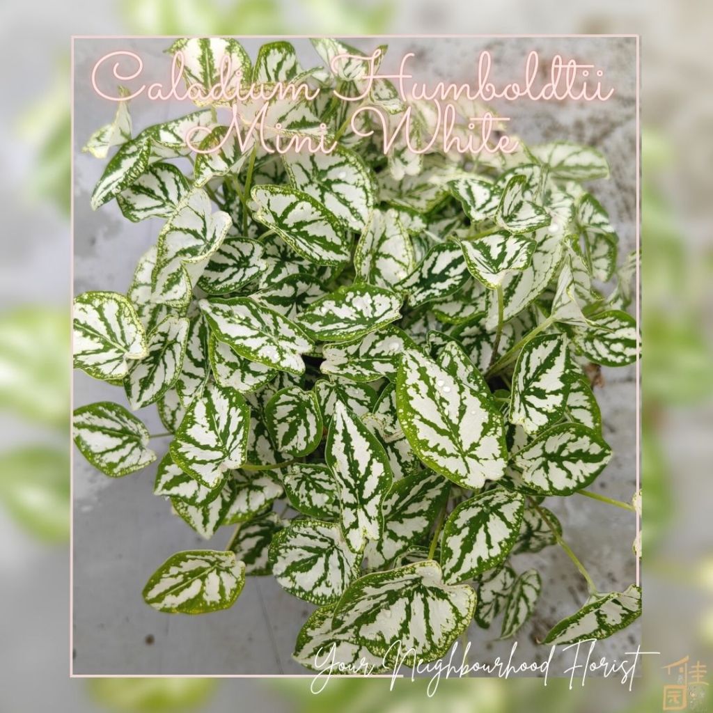 【Live Plant】 Caladium Humboldtii Mini White (一物一拍 ) | Shopee Malaysia