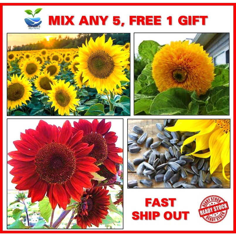 4-8 biji benih BUNGA MATAHARI sunflower Red Velvet Queen / Black Oil ...