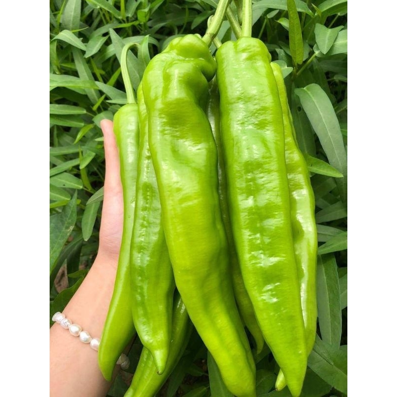 Biji benih lada besar 20 pcs per pack /Big cayenne chilli seeds/大牛角椒种子 ...