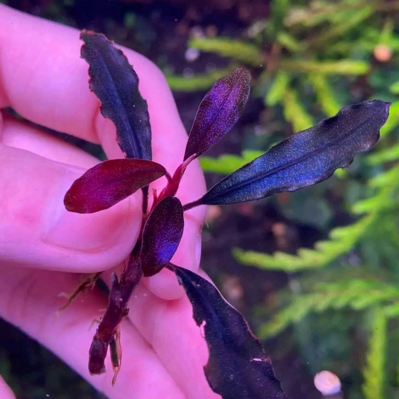 Bucephalandra Upper Ghost (stalk) rare aquatic plants for