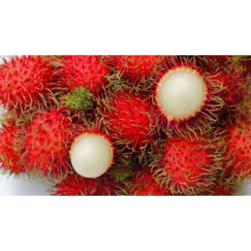 Pokok Rambutan Laici | Shopee Malaysia