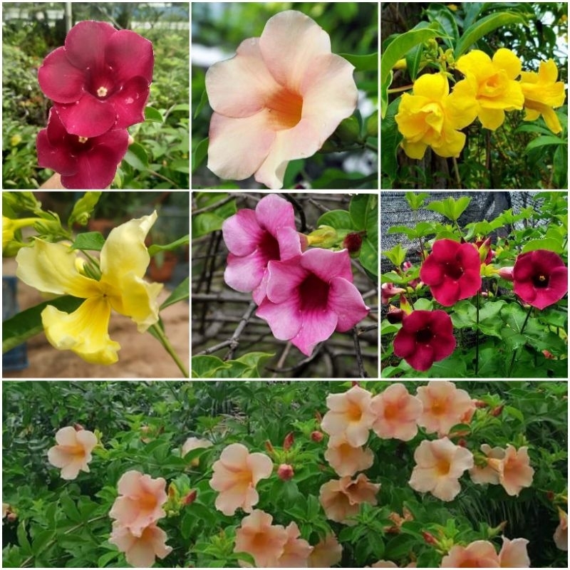 Pokok Alamanda selapis berlapis double merah kuning krim cream soft ...