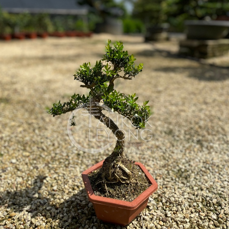 TKL - Outdoor Plant Bonsai Buxus Sempervirens Cliff Shaped 室外 