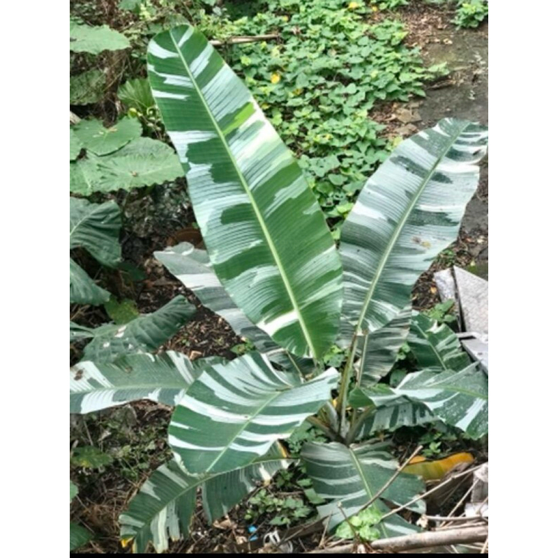 [Rare Plant] Musa Variegated Banana Florida Dang | Shopee Malaysia