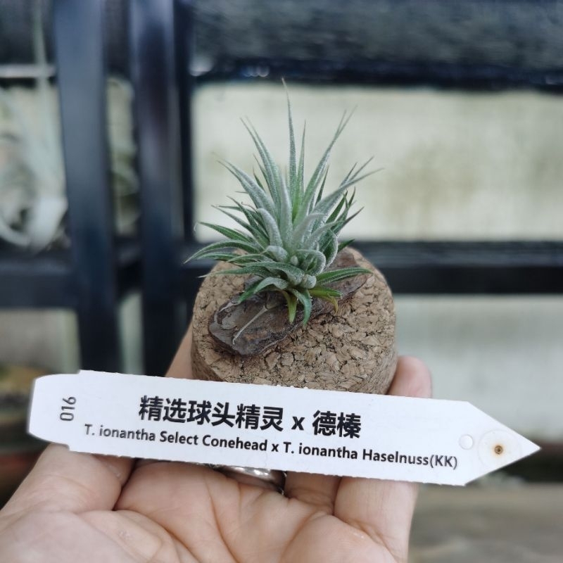 Tillandsia ionantha haselnuss kk 極上子株 観葉植物