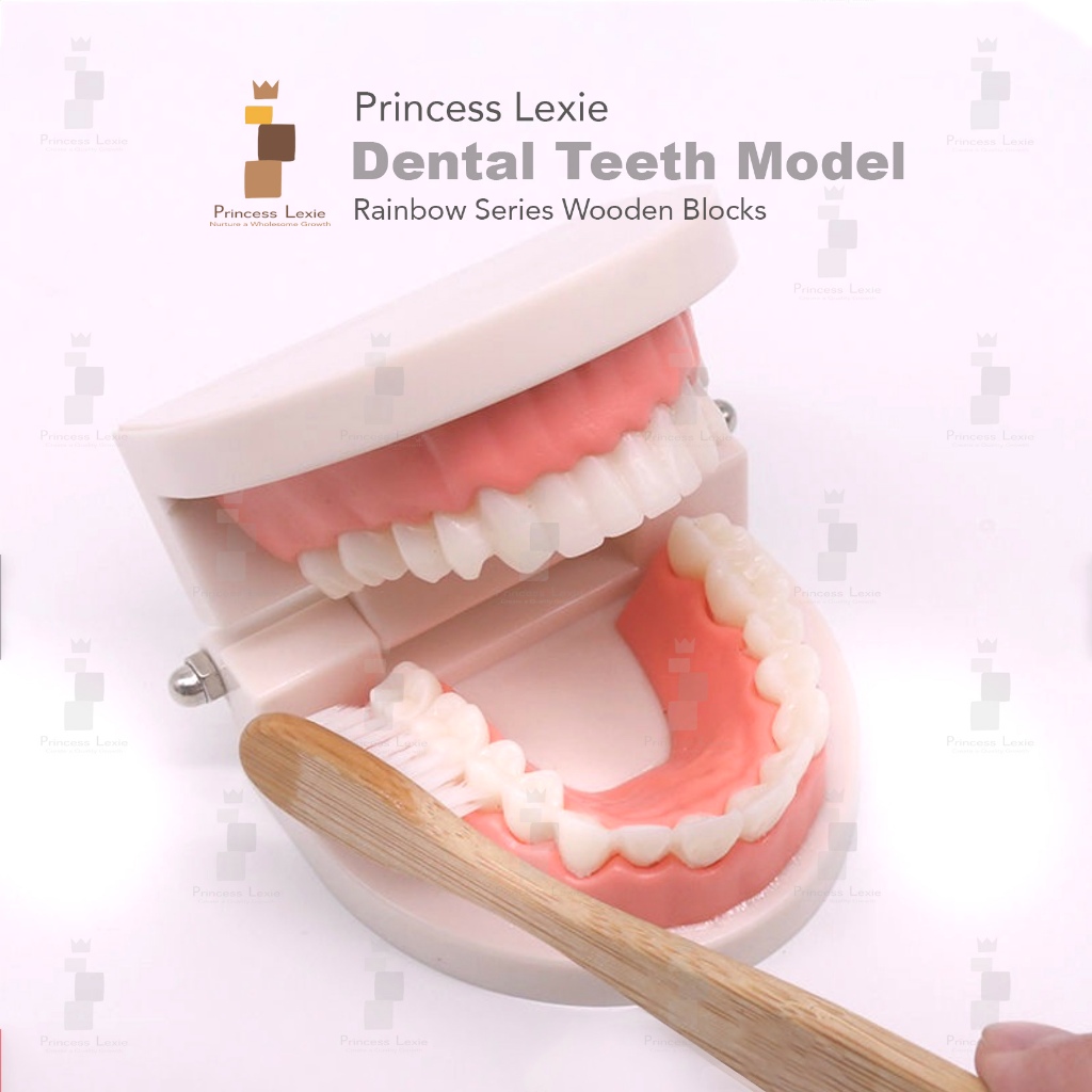 Princess Lexie Dental Teeth Model Set | Dental Simulation Kit with Wooden  Try | Teaching Teeth Brushing Practical Life | Shopee Malaysia