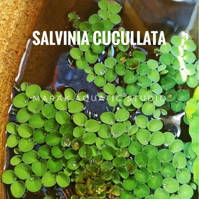 Floating Aquatic Plant Salvinia Cucullata Guppy Betta Lobster | Shopee ...