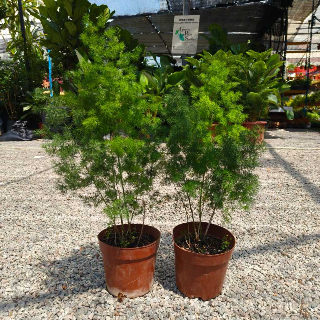 GPS Green Plant Society Live Plant Asparagus Retrofractus Bonsai 蓬萊松盆栽 ...