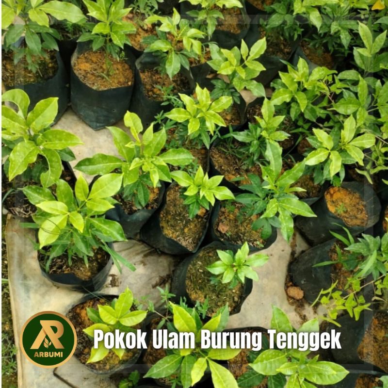 Pokok Ulam Burung Tenggek Shopee Malaysia