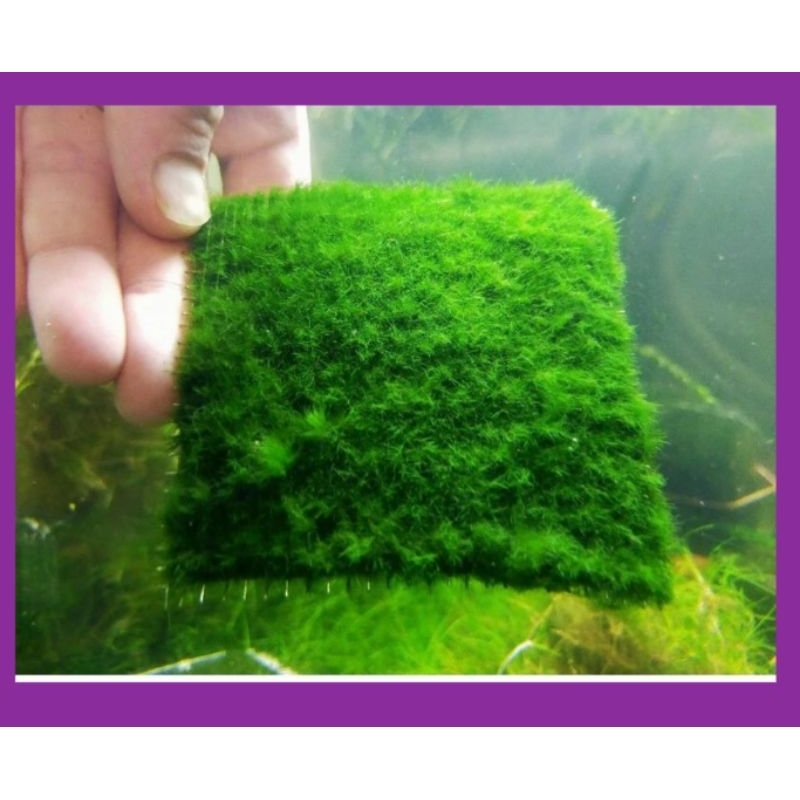 Green velvet moss carpet plant, low tech carpet plant, aquascape moss