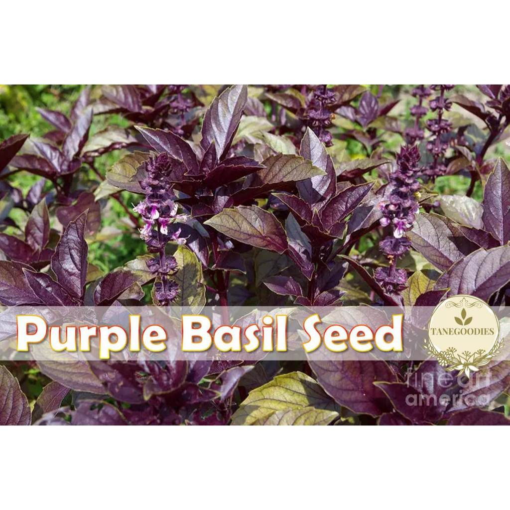 20pcs Seed Ocimum Basilicum Rare Basil Purple Ruffles Benih Biji 紫罗勒 九层 ...