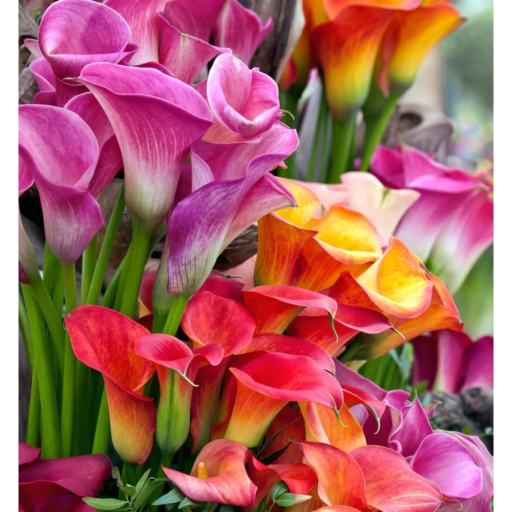 Pokok Bunga Calla Lily | Shopee Malaysia