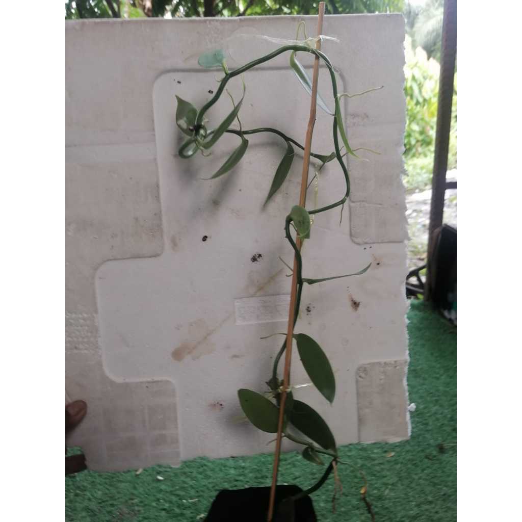 pokok vanilla/ nama saintifik marata arundinacea pokok stabil tinggi 30 ...