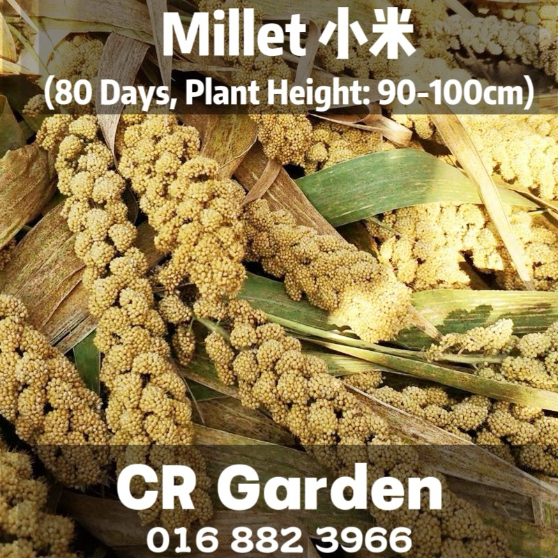 Millet 30 Seeds 小米 30粒 (80 Days, Plant Height: 90-100cm) | Shopee Malaysia