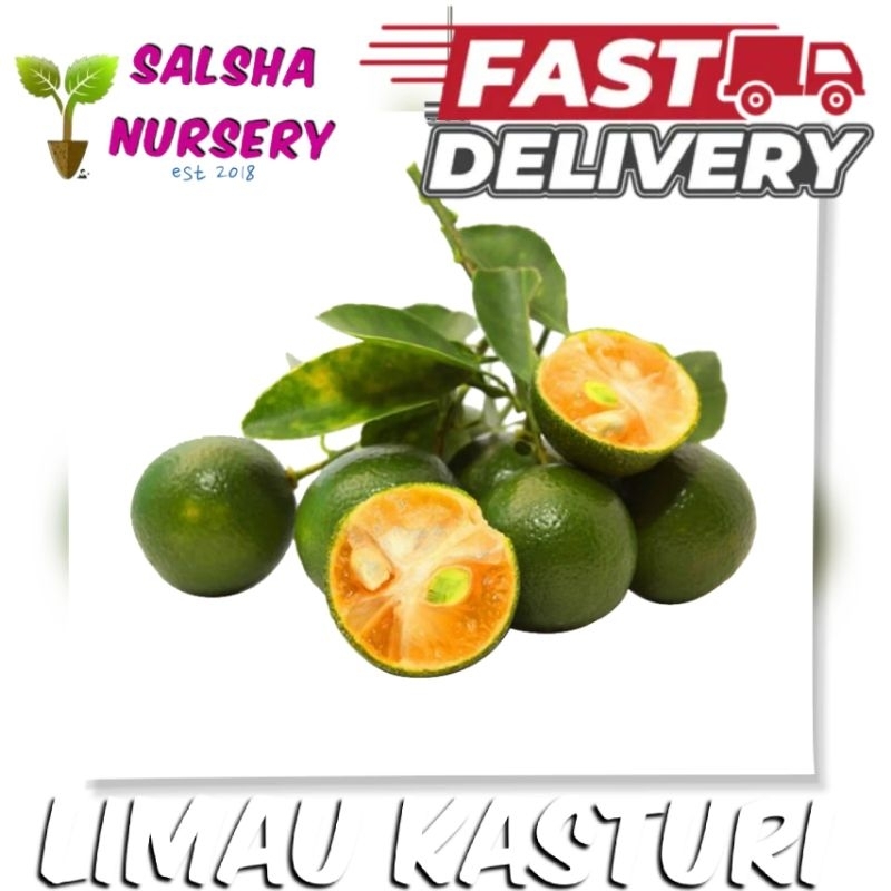 🔥💥 Pokok LIMAU KASTURI | pokok rendah cepat berbuah / pokok herba ...