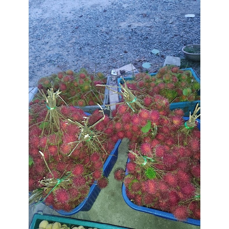 Rambutan Sekolah Fresh 500g | Shopee Malaysia