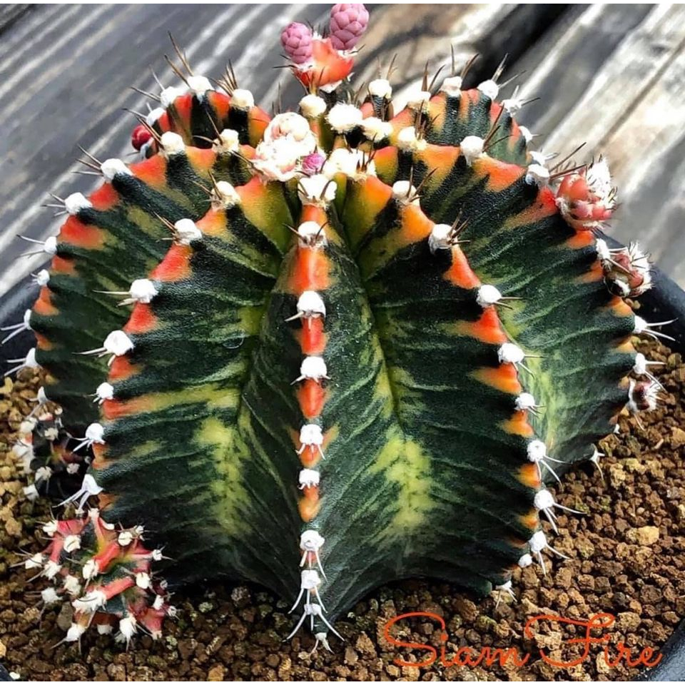 Gymnocalycium ID SIAM FIRE Cactus (offset with SHORT roots) | Shopee ...