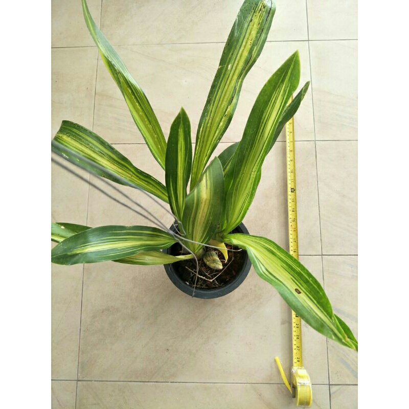Orchid Grammatophyllum scriptum variegated - COLLECTOR'S ITEM | Shopee ...