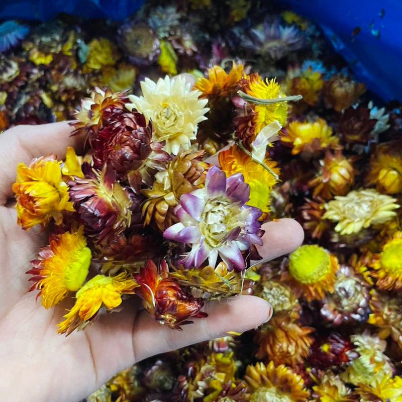 Teh Bunga Strawflower Berwarna Semula Jadi High Quality Natural ...